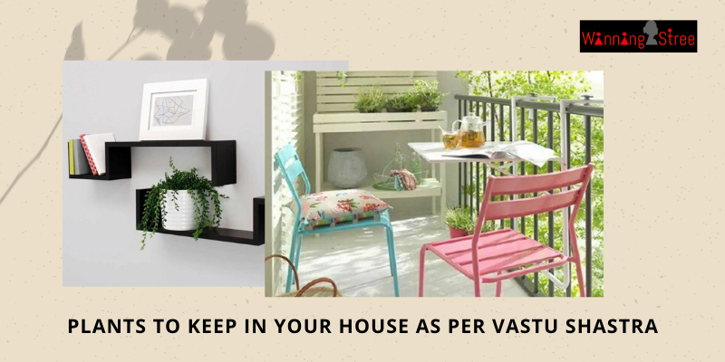 Plants To Keep In Your House As Per Vastu Shastra – Tips From Ritu Deshpande